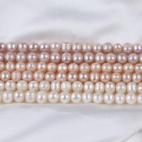 Perlas Redondas Freshwater, Perlas cultivadas de agua dulce, Esférico, Bricolaje, más colores para la opción, 10-11mm, Vendido para aproximado 14-15 Inch Sarta