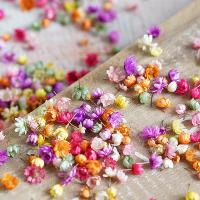 Fleurs artificielles pour la décoration de maison, Fleurs séchées, DIY, plus de couleurs à choisir, 6-10mm, Environ 710PC/sac, Vendu par sac