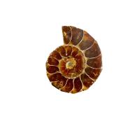Pierre naturelle Spécimen de fossiles, hélice, couleurs mélangées, 3-4, Vendu par PC