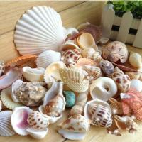Shell Decoration Natural & random style & DIY mixed colors Sold By Bag
