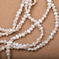 Perle perline Keishi coltivate d'acqua dolce, perla d'acquadolce coltivata naturalmente, Irregolare, DIY, bianco, 3-4mm, Venduto per Appross. 15.35 pollice filo