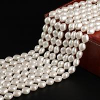Shell Pearl perla, DIY, nessuno, assenza di nichel,piombo&cadmio, 13x15mm, Venduto per Appross. 15.75 pollice filo