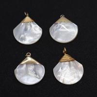 Freshwater Shell Pendant with Brass Fan gold color plated DIY white Sold By PC
