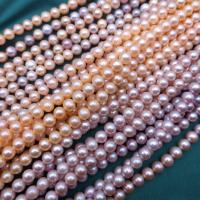 Turno coltivate in acqua dolce Perla, perla d'acquadolce coltivata naturalmente, Cerchio, DIY, nessuno, 7.5-8mm, Appross. 54PC/filo, Venduto da filo