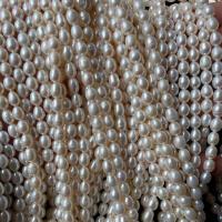 Riso coltivato in perla d'acqua dolce, perla d'acquadolce coltivata naturalmente, DIY, bianco, 5-6mm, Venduto per Appross. 14.17 pollice filo