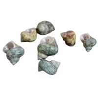 Natural Sea Shell gyöngyök, Trumpet Shell, Kagyló, divat ékszerek & DIY, 18-45mm, 500G/Bag, Által értékesített Bag
