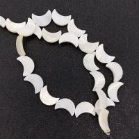 Natural Freshwater Shell Beads Moon DIY white Sold Per Approx 14.96 Inch Strand