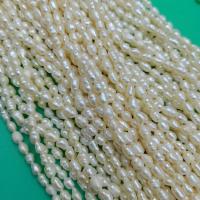 Perles d'eau douce de culture de riz, perle d'eau douce cultivée, DIY, blanc, 4-5mm, Vendu par Environ 34-36 cm brin