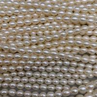 Perles d'eau douce de culture de riz, perle d'eau douce cultivée, DIY, blanc, 5-6mm, Vendu par Environ 15 pouce brin