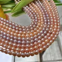 Cultured Rice Freshwater Pearl Beads, DIY, multi-colored, 5-6mm, Sold Per Approx 15 Inch Strand