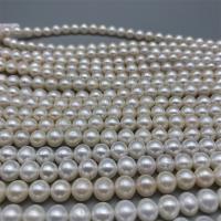 Riso coltivato in perla d'acqua dolce, perla d'acquadolce coltivata naturalmente, DIY, bianco, 8-9mm, Venduto per Appross. 15 pollice filo