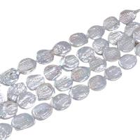 Perles de culture d'eau douce Keishi, perle d'eau douce cultivée, bouton, Naturel & DIY, blanc, 14-15mm, Vendu par 36-38 cm brin