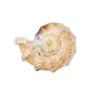Shell Decoration, fashion jewelry & for woman, 4.5-5.5*5.5-7*8-10cm, Sold By PC