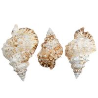 Shell Decoration fashion jewelry & for woman Sold By PC