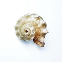 Shell Dekoration, Naturligt & mode smykker, 3-5cm, Solgt af PC
