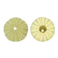 Shell Decoration, Natural & fashion jewelry, green, 4-6cm, Sold By PC