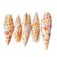 Shell Decoration, Natural & fashion jewelry & different size for choice, Sold By PC