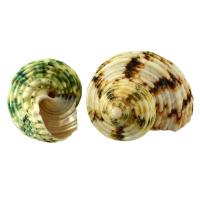 Shell Decoration, Natural & fashion jewelry & different size for choice, green, Sold By PC