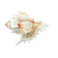 Shell Decoration, Natural & fashion jewelry & different size for choice, white, Sold By PC