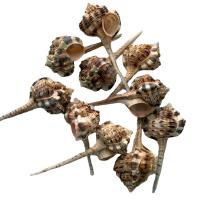 Shell Decoration, Natural & fashion jewelry, 8-10cm, Sold By PC