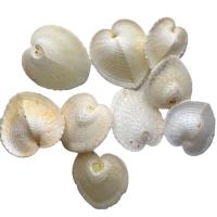 Shell Decoration, Natural & fashion jewelry, 4-5cm, Sold By PC