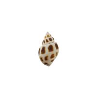 Fashion Decoration, Shell, fashion jewelry & different size for choice, Sold By PC