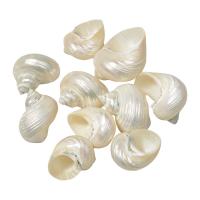 Fashion Decoration Shell fashion jewelry white Sold By PC