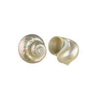Fashion Decoration, Shell, fashion jewelry & different size for choice, white, Sold By PC