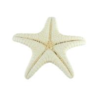 Decoração da moda, Estrela do mar, joias de moda & tamanho diferente para a escolha, cor original, vendido por PC