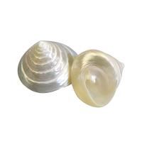 Fashion Decoration, Shell, fashion jewelry, white, 5-6cm, Sold By PC