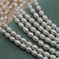 Natural Freshwater Pearl Loose Beads, DIY, white, 7-8mm, Sold Per Approx 36-37 cm Strand