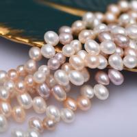 Riso coltivato in perla d'acqua dolce, perla d'acquadolce coltivata naturalmente, DIY, multi-colore, 7-8mm, Venduto per Appross. 17 cm filo