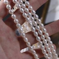 Naturales agua dulce perlas sueltas, Perlas cultivadas de agua dulce, Bricolaje, Blanco, 5-6mm, Vendido para aproximado 36 cm Sarta