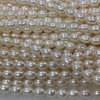 Rýže kultivované sladkovodní perle, Sladkovodní Pearl, DIY, bílý, 4-5mm, Prodáno za Cca 37 cm Strand