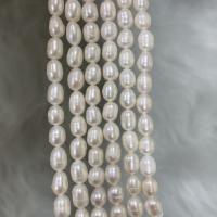 Rýže kultivované sladkovodní perle, Sladkovodní Pearl, DIY, bílý, 5-6mm, Prodáno za Cca 37 cm Strand