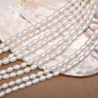 Perles d'eau douce de culture de riz, perle d'eau douce cultivée, DIY, blanc, 5-6mm, Vendu par Environ 36-38 cm brin