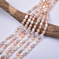 Spacer Beads Jóias, Pérolas de água doce, DIY, 6mm, Aprox 60PCs/Strand, vendido para Aprox 36 cm Strand