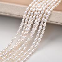 Spacer Beads Jóias, Pérolas de água doce, DIY & tamanho diferente para a escolha, branco, vendido para Aprox 37 cm Strand