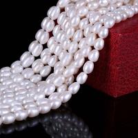 Spacer Perlen Schmuck, Natürliche kultivierte Süßwasserperlen, DIY, weiß, 7mm, Länge ca. 38 cm, verkauft von PC