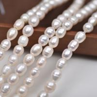 Spacer perle Nakit, Slatkovodni Pearl, možete DIY, bijel, 7mm, Prodano Per Približno 37 cm Strand