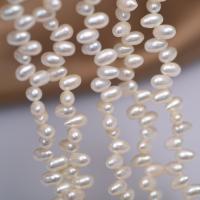 Spacer Beads Jóias, Pérolas de água doce, DIY, branco, 5mm, vendido para Aprox 40 cm Strand