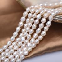 Spacer Perlen Schmuck, Natürliche kultivierte Süßwasserperlen, DIY, weiß, 8mm, verkauft per ca. 38 cm Strang