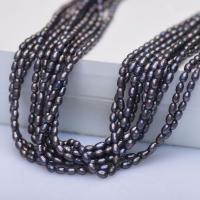 Perles d'espacement Bijoux, perle d'eau douce cultivée, DIY, noire, 4mm, Vendu par Environ 38 cm brin