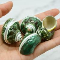 Fashion Decoration, Trumpet Shell, different size for choice, Sold By PC
