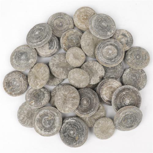 Fashion Dekoration, Fossil Coral, Nuggets, grå, The diameter is about 30-40mm, Solgt af PC