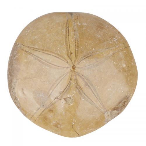 Fashion Decoration, Sea Urchin Fossils, Nuggets, yellow, Length about 60-80mm, Sold By PC