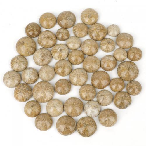 Fashion Decoration Sea Urchin Fossils Flat Round polished mixed colors Length about 20-30mm Sold By PC