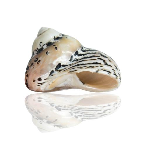 Fashion Decoration, Trumpet Shell, Conch, handmade, Corrosion-Resistant, 60-70mm, Sold By PC