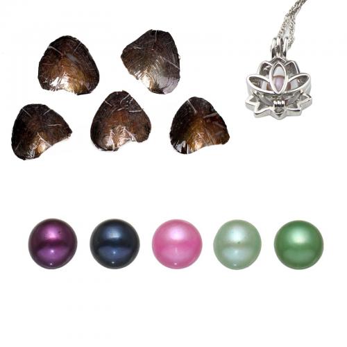 Oyster & Wish Pearl Kit, Perlas cultivadas de agua dulce, Patata, color mixto, 7-8mm, aproximado 5PCs/Grupo, Vendido por Grupo