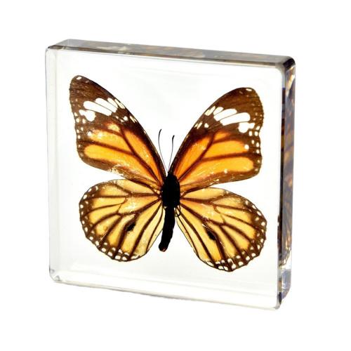 Acrylic Craft Decoration, with Butterfly & Resin, for home and office & different styles for choice, more colors for choice, 75x75x16mm, 50PCs/Lot, Sold By Lot